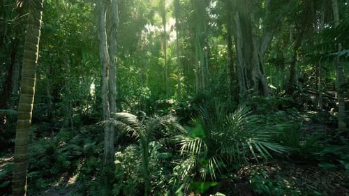 Bright Sunlight Filters Through Foggy Forest Canopy Inspiring Hope