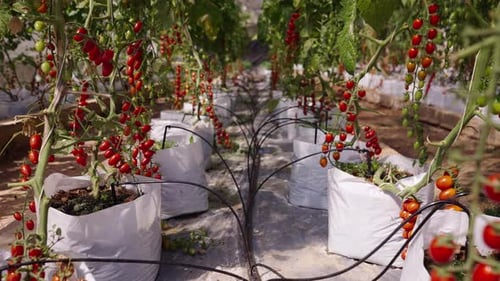 Still View of a Cherry Tomato Crop in White Bags