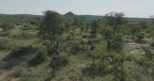 Aerial view of Balule Nature Reserve, Maruleng, South Africa.