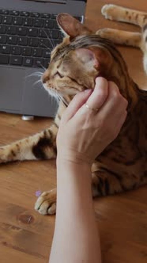 Hand petting brown cat lying by laptop