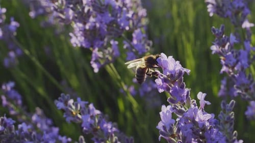 Lavender Field Bee 107