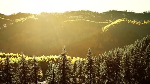 Mountain Valley with Pine Forest Against the Distant Ridges