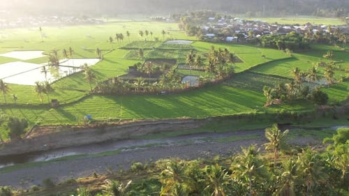 Sunrise Over Rice Field