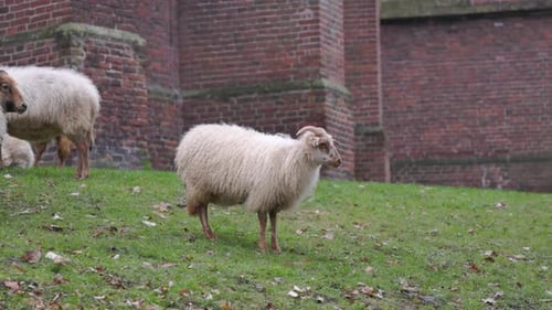 Fluffy white sheep with horns grazing on a green grassy slope in front historic red brick building