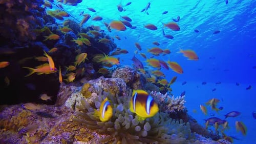 Underwater Tropical Clownfish Reef