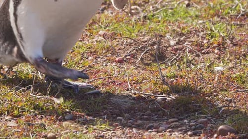 Magellanic Penguin Standing on Grassy Plain in Daylight