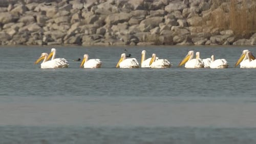 Pelicans Floating Calmly on the Water