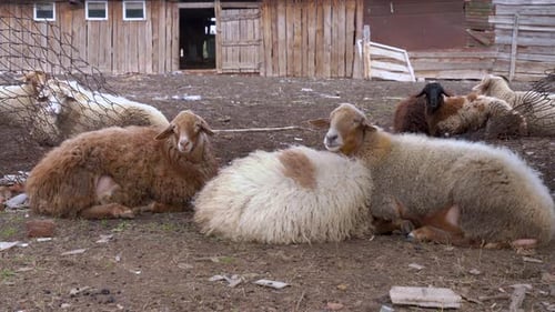 Ein braunes Schaf frisst und ruht sich an der frischen Luft auf einem ländlichen Bauernhof aus. Schaf- und Widderherde auf dem Bauernhof