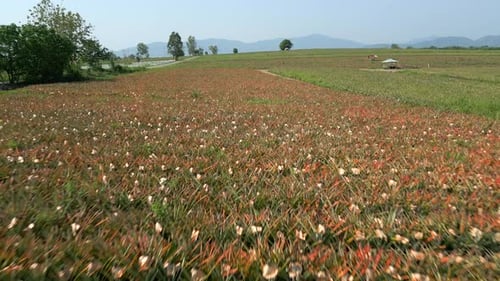Pineapple Plantation Field in Thailand