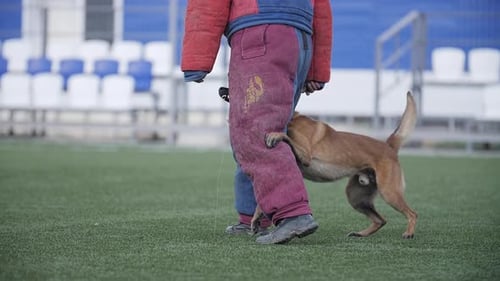 Dog is Holding on to the Leg of Trainer Who is Wearing a Protective Suit