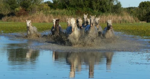 Camargue Horse, Herd trotting or galloping through Swamp, Saintes Marie de la Mer in Camargue