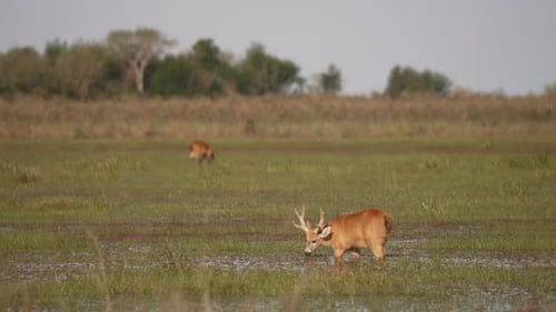 Male Marsh Deer Grazing in Wetland Grassland