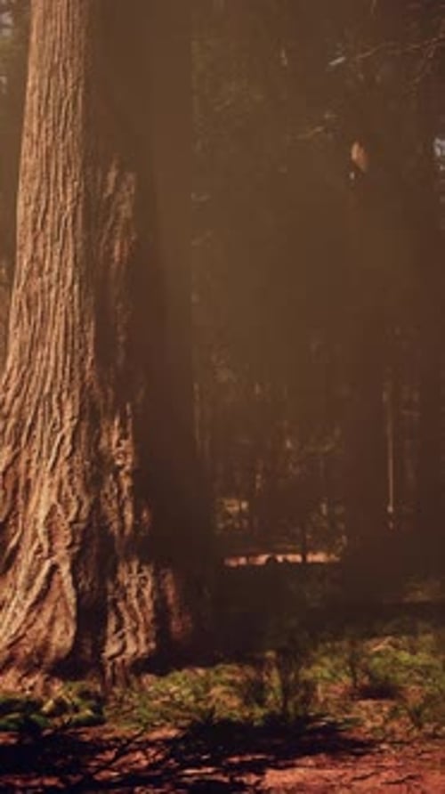 Sunlight Streaming Through Trees in a Serene Forest