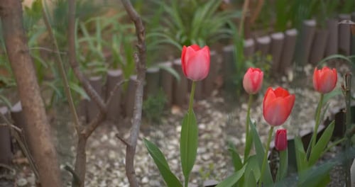 Beautiful nature footage of purple tulips, green leaves and gravel background