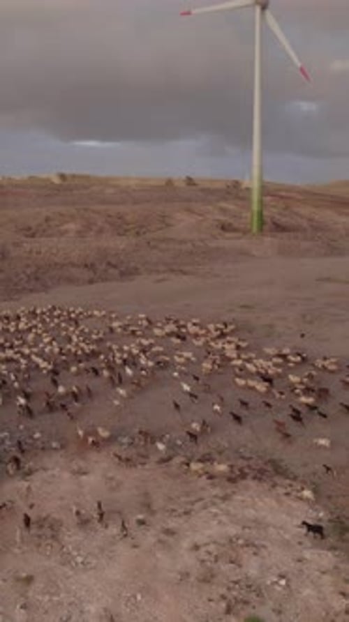 Herd of goats running in arid landscape with wind turbine