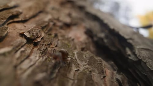 Curious Brown Ant Runs Along Tree Trunk Bark in Forest