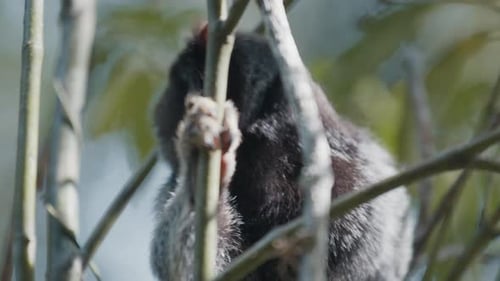 Small Marmoset Monkey in a Tree