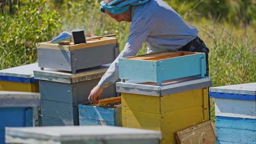 Apiarist looks after bees. Beekeeper working near wooden beehives on nature background.