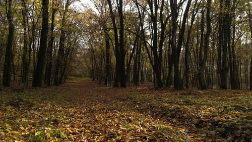 Sunny Day in a Forest in Autumn 24