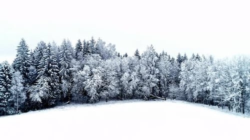 Slow flight over the crowns of a coniferous forest covered with frost and snow in broad daylight in