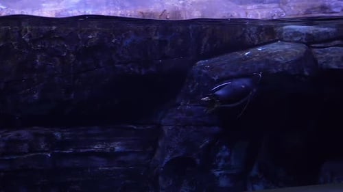 Penguins swimming freely under water. Penguins Swimming in Aquarium