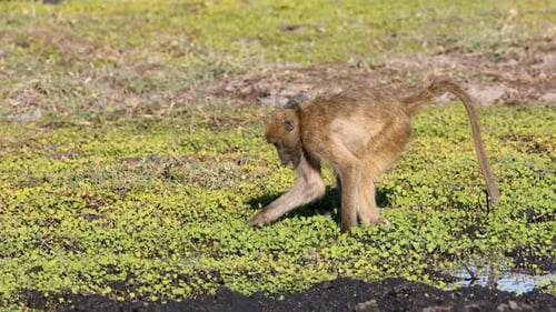 Chacma Baboons Feeding, Chobe National Park