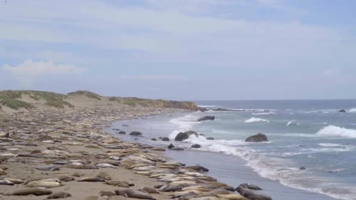 Elephant Seals Lying on the Beach