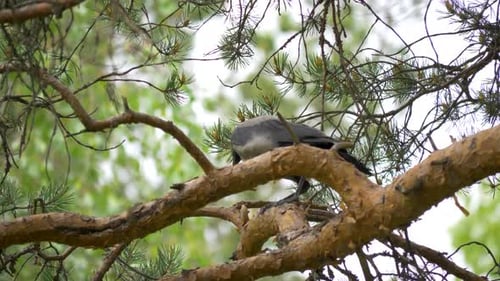 Nahaufnahme einer Krähe, die in einem Baum in Schweden mit den Flügeln schlägt