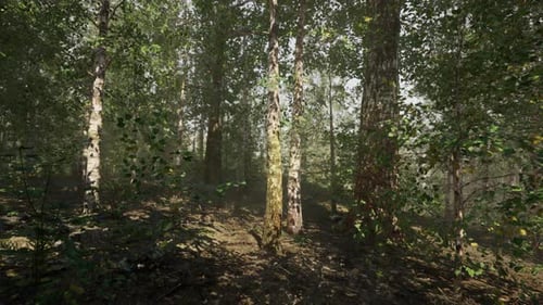A Dense Birch Forest with Tall Trees and Sunlight Filtering Through the Leaves