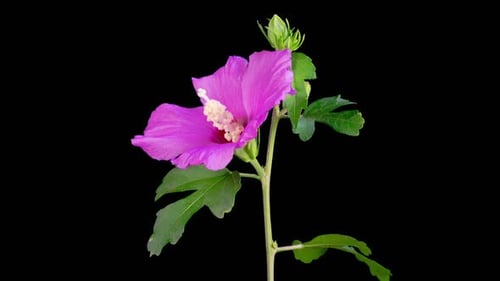 Time Lapse of Pink Flower Opening Close Up