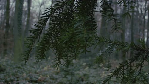 close up of pine tree with defocused leaf at park forest