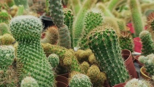 Small Ornamental Cactus Plant At Flower Market 3