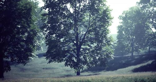 Scenic View of Lush Green Trees on a Misty Morning in a Tranquil Park