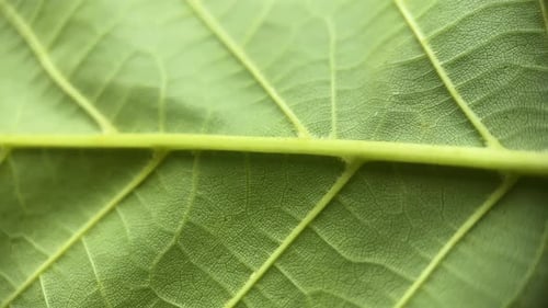 Macro Green Leaf Texture Background