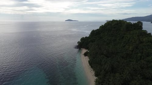 aerial view of the coastline filled with coconut trees