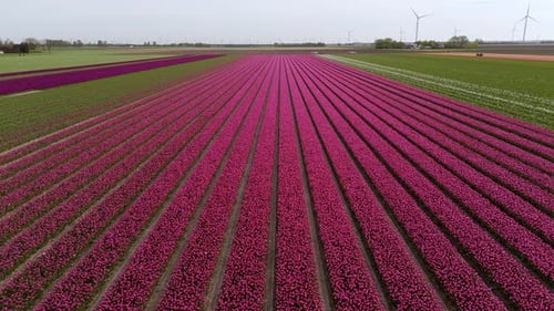 Aerial View: Pink Flower Bulb Fields with Tulips in the Netherlands
