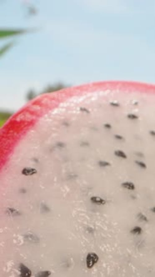 Vertical video. Close View of Sliced Dragon Fruit With White Flesh and Black Seeds Against Green
