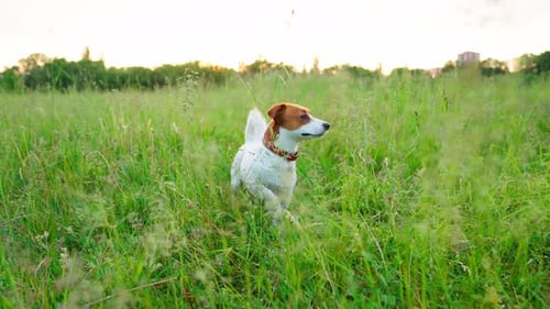 Jack Russell In The Forest