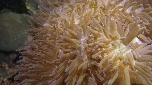 Underwater Sea Anemone Tentacles Waving in the Ocean