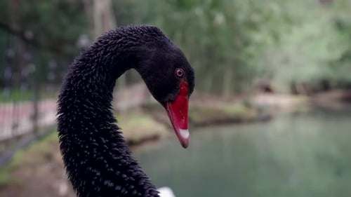 Seltener schwarzer Schwan im fabelhaften Garten, Nahaufnahme von Vogelkopf mit rotem Schnabel