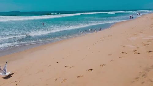 Drone flies over seashore toward a pack of seagulls.