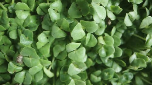 Macro zoom top view. Microgreens for a nutritious salad. Sprouted Chia seeds.