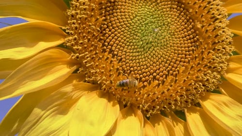 Bee Pollinating Bright Yellow Sunflower on Sunny Day