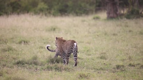 pair of leopards playing in the grass on safari on the Masai Mara Reserve in Kenya Africa