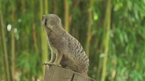 Alert Meerkat Perched on Log Looking Around