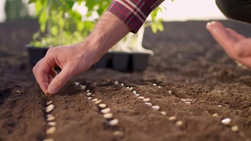 Farmer Man Hands Sowing Seeds Wheat Plants at Grain Soil Field Sunset Harvesting Farming Seedling