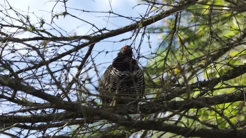 Environmental Portrait Of Wild Spruce Grouse In Algonquin Park