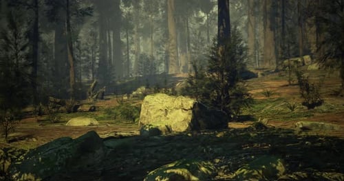 Tranquil Forest Landscape Showcasing Rocks and Lush Greenery in the Morning