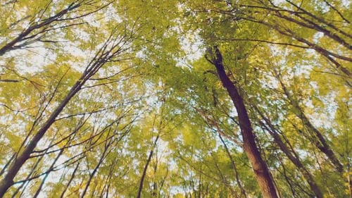 Treetop Shot From Bottom to Top
