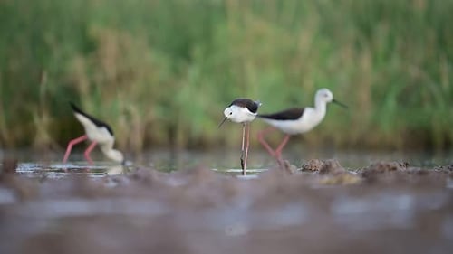 Black-Winged Stilts Wading in Shallow Wetland